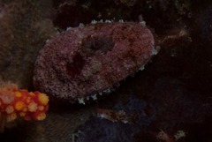 Fissurella mutabilis