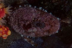 Fissurella mutabilis