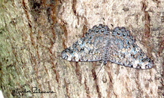 Hamadryas februa