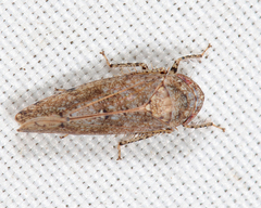 Paraphlepsius tennessus