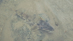 Pseudogobio esocinus