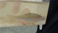 Acheilognathus rhombeus