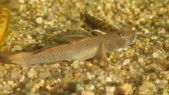 Rhinogobius brunneus