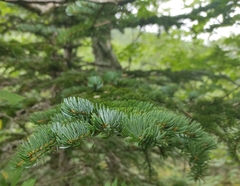 Picea jezoensis