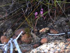 Pelargonium ternifolium