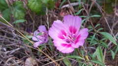 Clarkia gracilis sonomensis