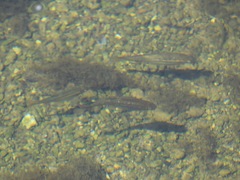 Hesperoleucus symmetricus