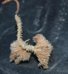 Pelargonium ternifolium