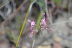 Pelargonium ternifolium