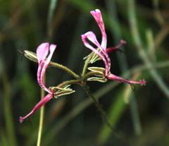 Pelargonium ternifolium