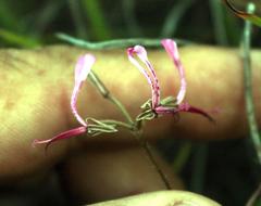 Pelargonium ternifolium