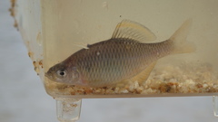 Tanakia latimarginata