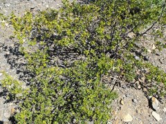 Searsia populifolia