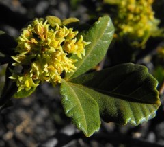 Searsia populifolia