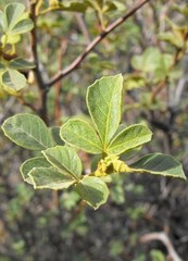Searsia populifolia