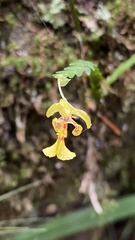 Lockhartia oerstedii