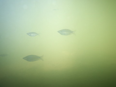Red-Striped Rainbowfish photo 1