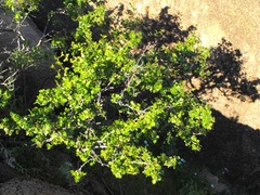 Searsia populifolia