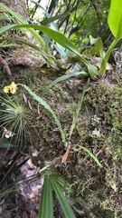 Lockhartia oerstedii