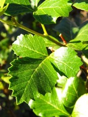 Searsia populifolia
