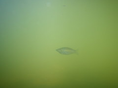 Red-Striped Rainbowfish photo 2