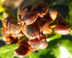 Searsia populifolia