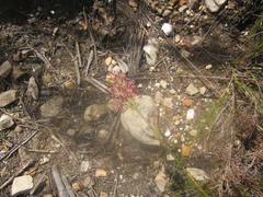 Struthiola macowanii