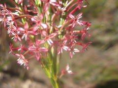 Struthiola macowanii