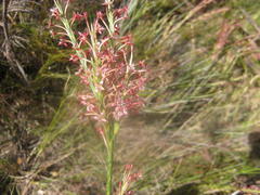 Struthiola macowanii