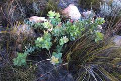 Protea amplexicaulis