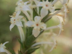 Struthiola hirsuta