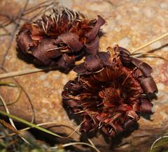 Protea amplexicaulis