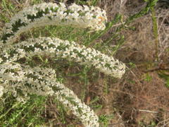 Struthiola hirsuta