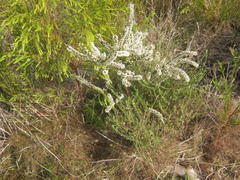 Struthiola hirsuta