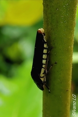 Pseudophera atra