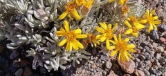 Senecio mairetianus
