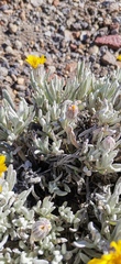 Senecio mairetianus