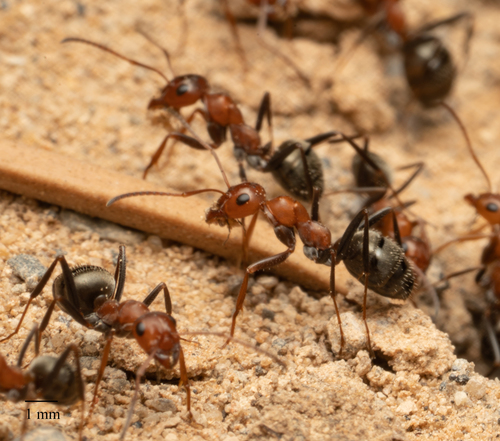 Blunt-haired Mound Ant photo 5