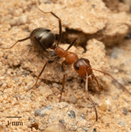 Blunt-haired Mound Ant photo 2