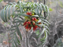 Melianthus pectinatus