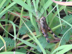 Boopedon flaviventris