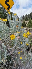 Senecio mairetianus