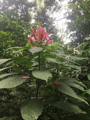 Aphelandra sinclairiana