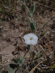 Convolvulus hermanniae