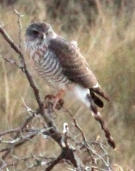 Micronisus gabar gabar