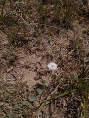 Convolvulus hermanniae