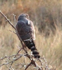 Micronisus gabar gabar