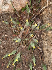 Podotheca angustifolia