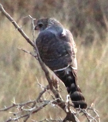 Micronisus gabar gabar