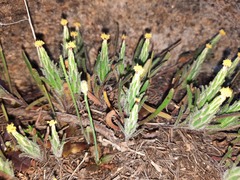 Podotheca angustifolia